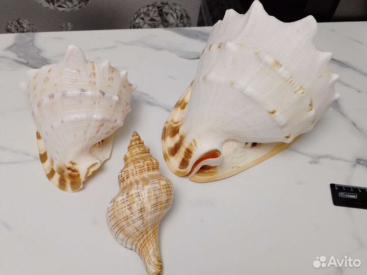 Морские ракушки раковины