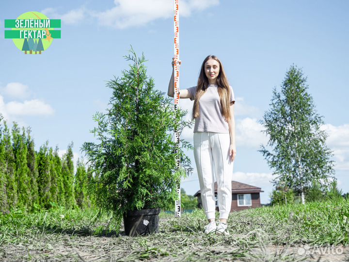 Туи брабант 1,4 м свежая копка 2023