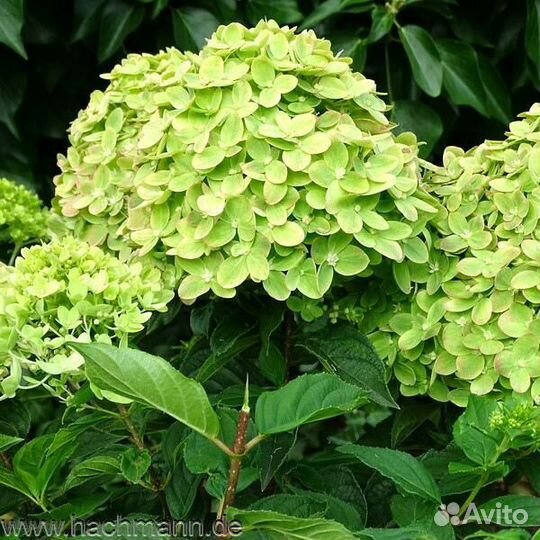 Мохито, Ванила фрайз, Самарская Лидия, Фантом