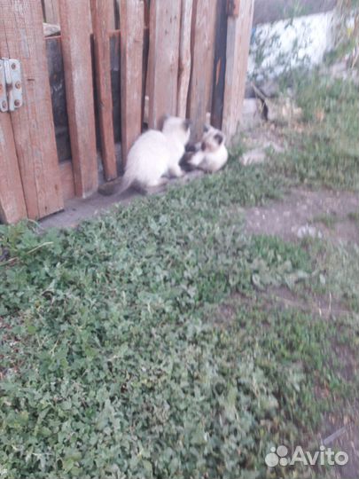 Котята уличные