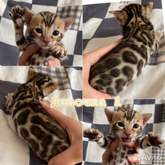 Бенгальские котята из питомника разного возраста