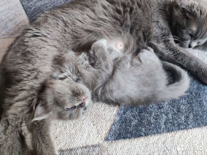 Котята