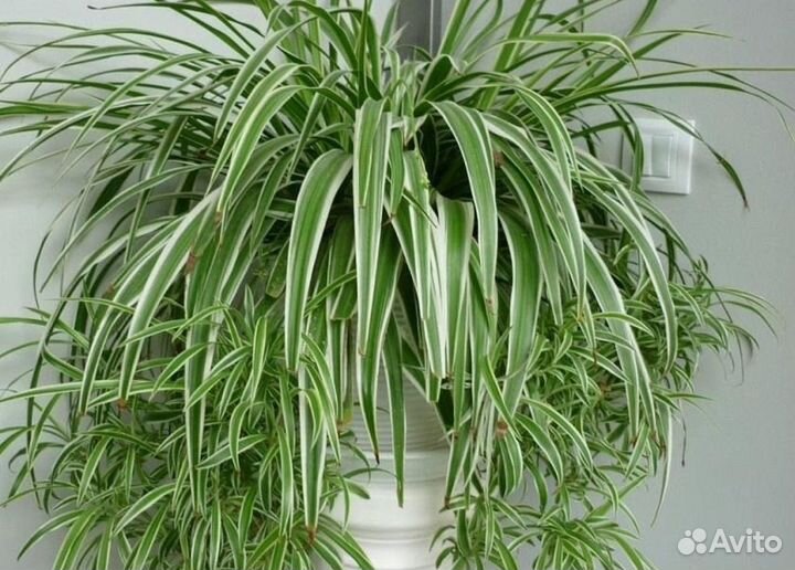 Хлорофитум