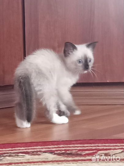 Кошка сиамская