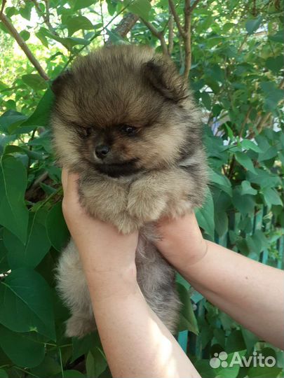 Девочка 2 мес