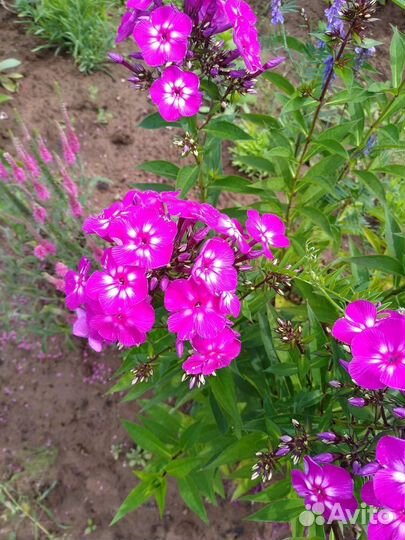 Многолетники в сад