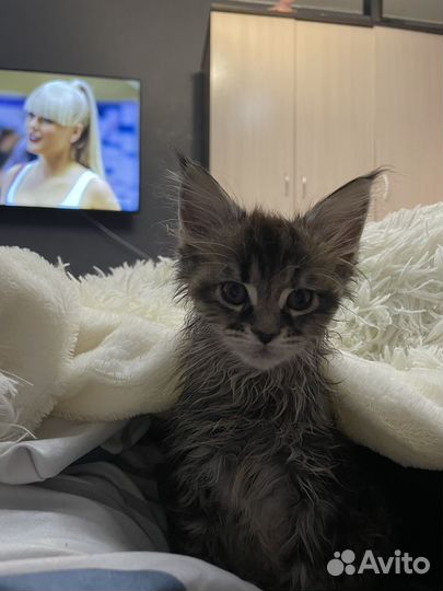 Мейн-кун