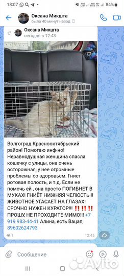 Помогите кошечке