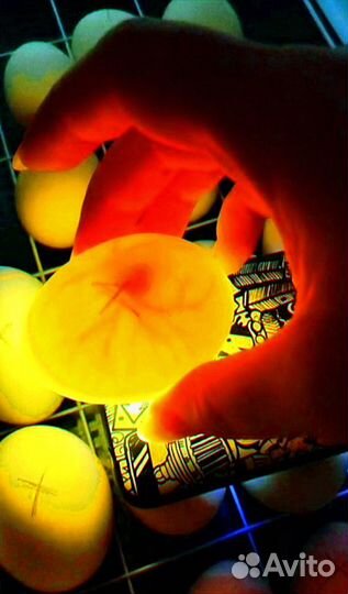 Инкубатор 77