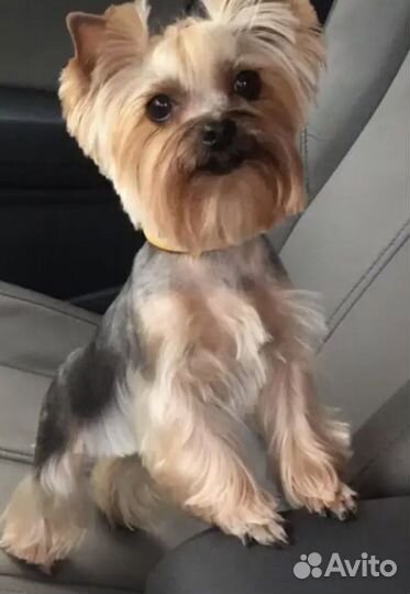 Йоркширский терьер щенки