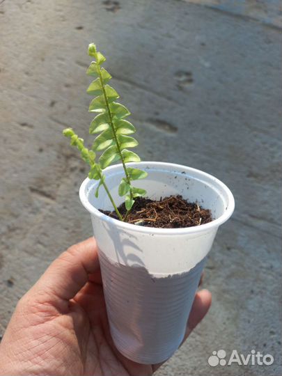 Папоротник нефролепис