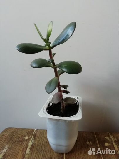 Толстянка или Крассула или Денежное дерево