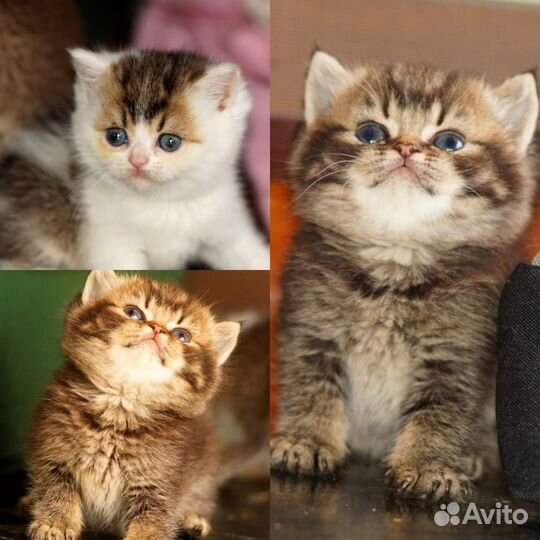 Британцы Тикированные Шоколадные Шиншиллы Биколоры