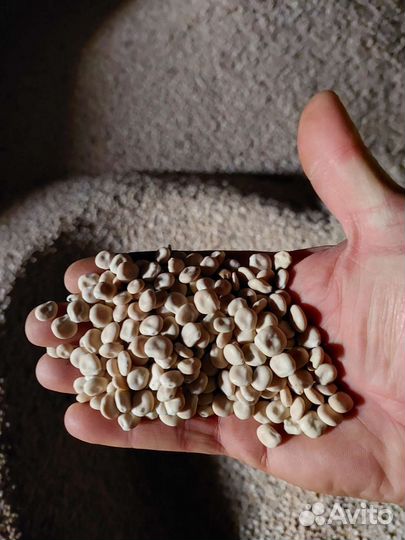 Люпин белый Дега