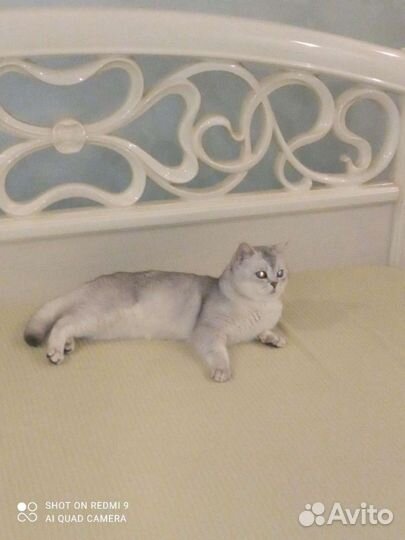 Британский кот, вязка опытным котом, найдет подход