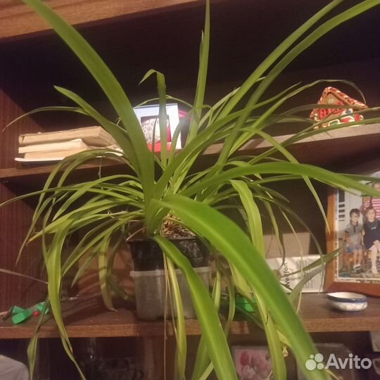 Комнатные растения цветы