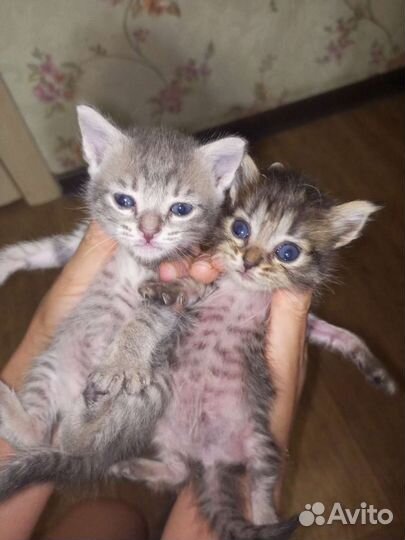Котята в добрые руки мальчик и три девочки