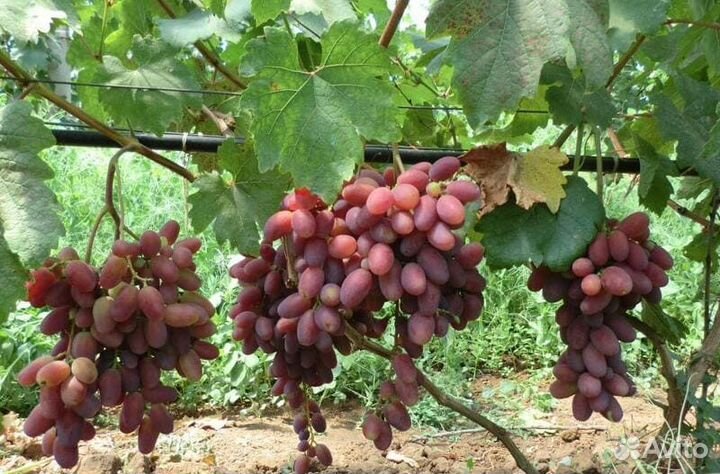 Саженцы винограда