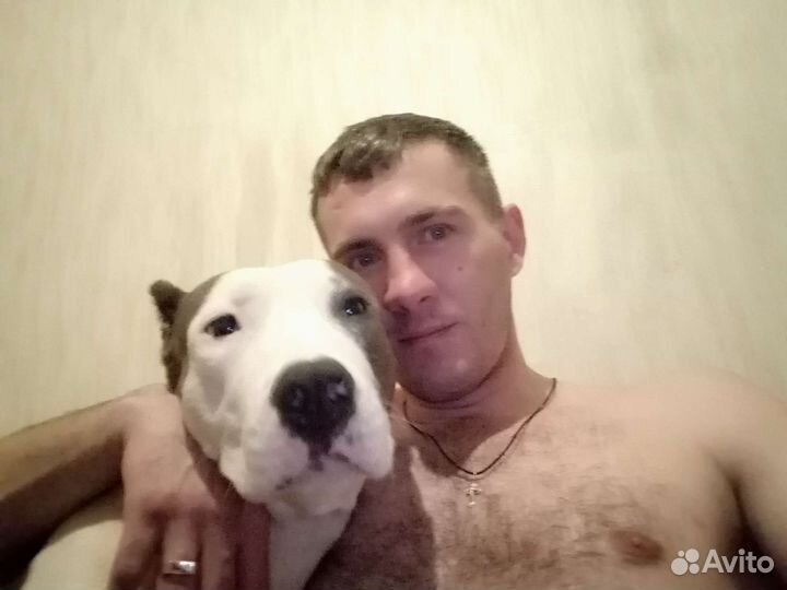 Продаю щенков амстафф, чисто кровных