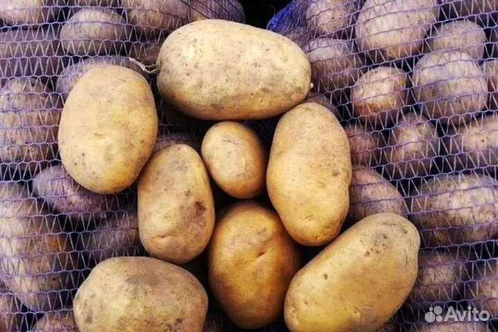 Продам картофель