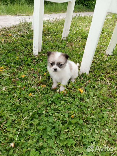 Щенки шпица