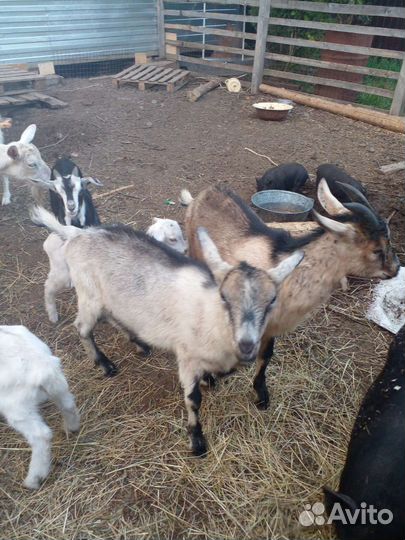 Козы, свиньи