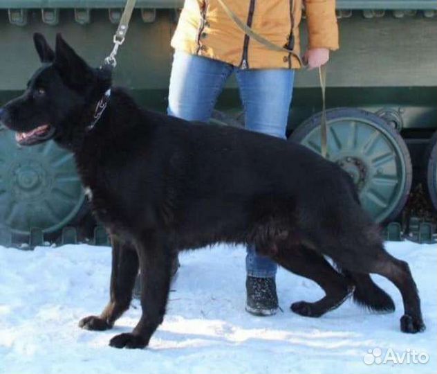 Черная немецкая овчарка