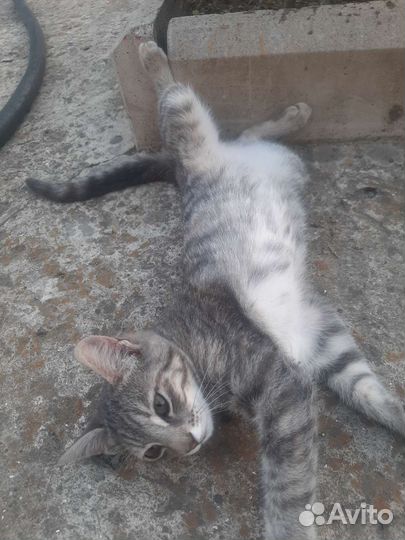 Котята в добрые руки.ищут