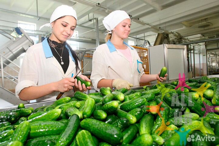 Упаковщик овощей (сидячая работа)