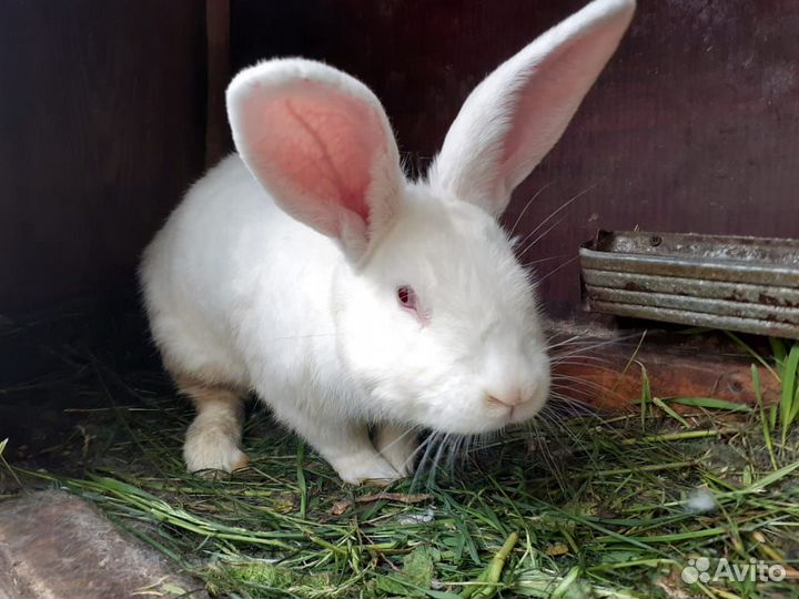 Кролики мясных пород