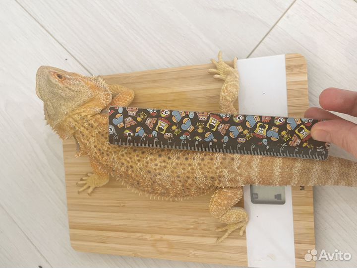 Продам Агам (мальчик и девочка) и террариум