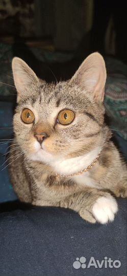 Британские котята