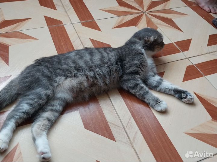 Котята бесплатнл