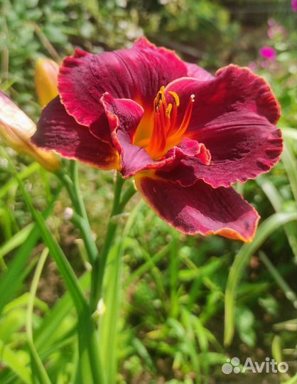 Лилейники сортовые