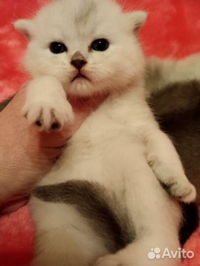 Шотландские котята серебро,белые,золотые