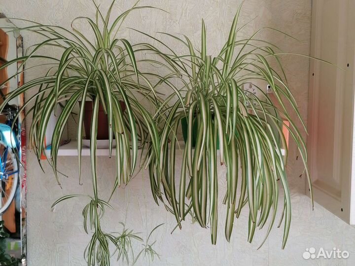 Хлорофитум