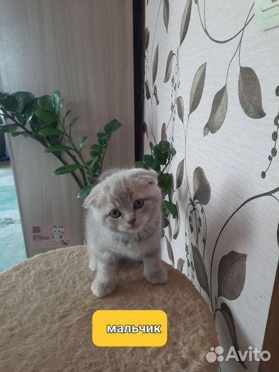 Британские котята