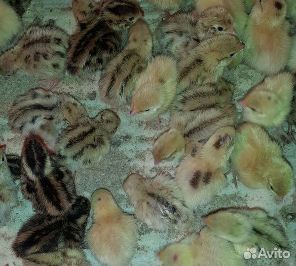 Перепела/яйцо