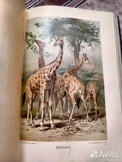 Брэм жизнь животных