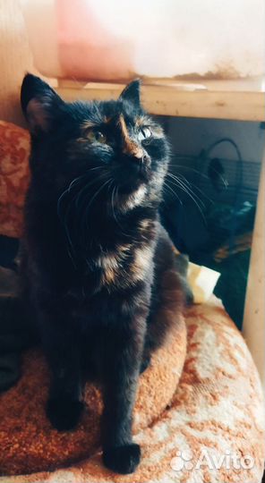 Кошечка стерилизованная