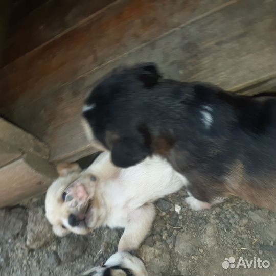 Собаки бесплатно в добрые руки щенки