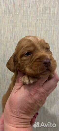 Русский охотничий спаниель щенки