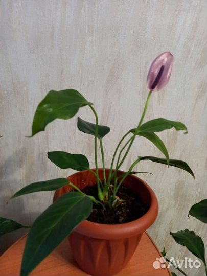 Антуриум зизу