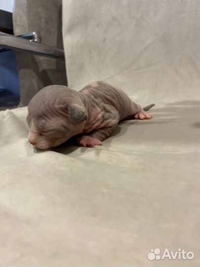 Канадский сфинкс