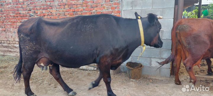 Коровы дойные молочные