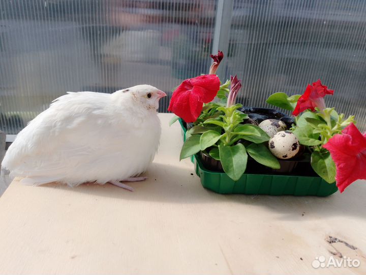 Перепела, инкубационное яйцо