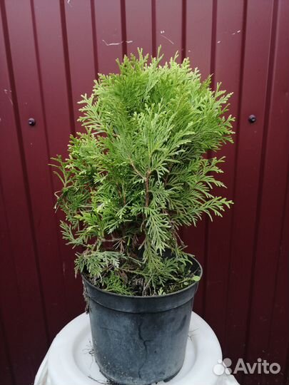 Хвойные и декоративные растения