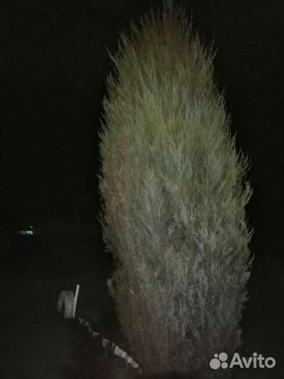 Можевельник скальный