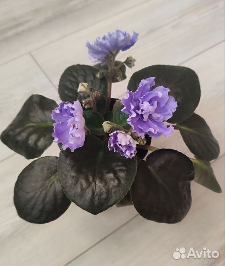 Фиалки сортовые