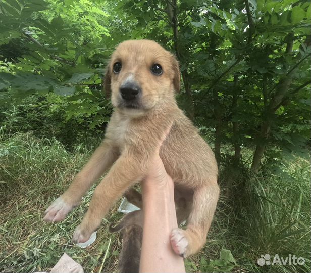 Щенки в добрые руки